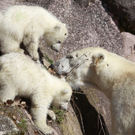 DDI0316-20110323.jpg