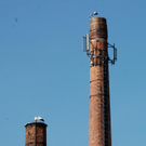 4 Stoerche Hoerbranz 02_jpg-1300978624