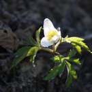 DSC00239_JPG-1301078705