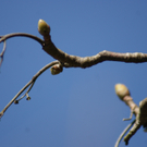 DSC00240_JPG-1301078711
