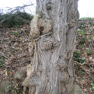 IMG_6782 _Large__JPG-1301214988