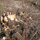 IMG_9637_JPG-1301254682