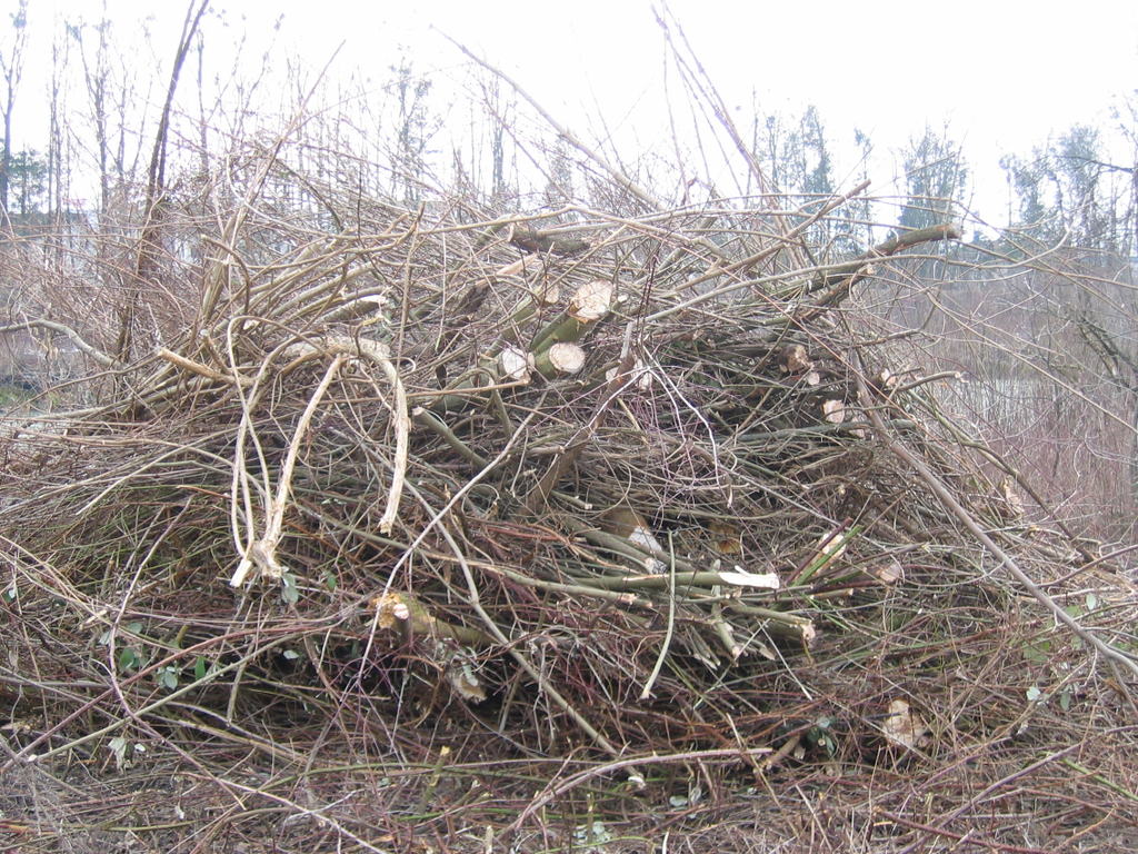 IMG_9625_JPG-1301254564