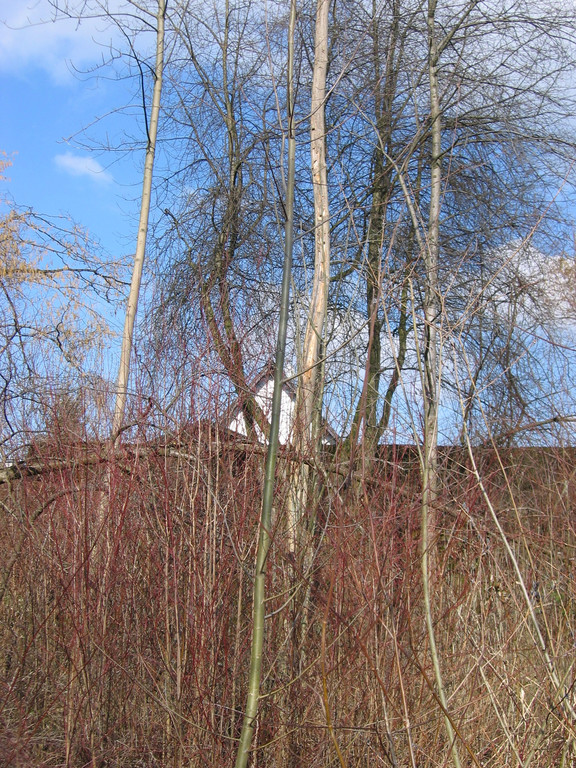 IMG_9635_JPG-1301254640