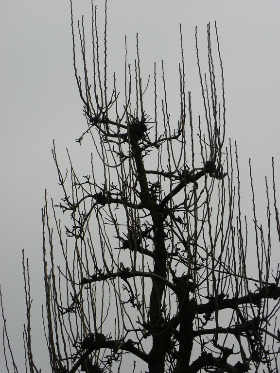 109_5912_JPG-1301266282