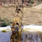 Der Tiger