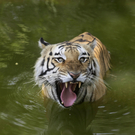 DAB1326-20110328.jpg