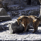 DAB1459-20110323.jpg