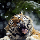 DAB2563-20110119.jpg