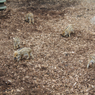 Nachwuchs im Feldkircher Wildpark