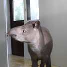 ZooSBG_Tapir_Miguel.jpg