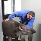 ZooSBG_Tapir_Tierpfleger_SeppPuttinger.jpg