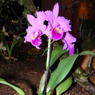 109_9344_JPG-1301606427