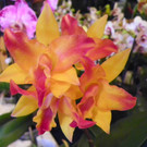 Orchideenschau 2011
