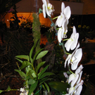 109_9350_JPG-1301607211