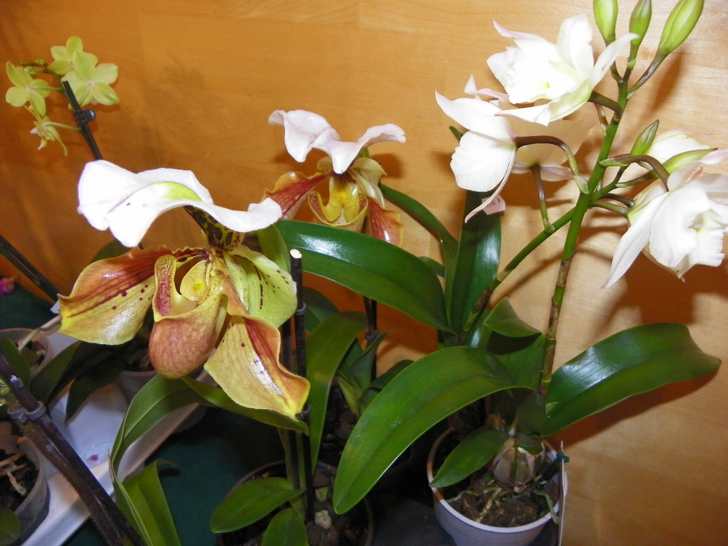 109_9376_JPG-1301607364