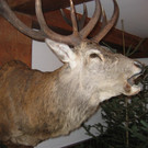 IMG_9505_JPG-1301610653