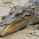 kroko.JPG