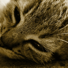 667990_30919627.jpg