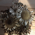 DSC00387.JPG