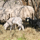 Naturpark H__chst 02_03_2011 25_jpg-1301751649