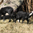 Naturpark H__chst 02_03_2011 6_jpg-1301751589