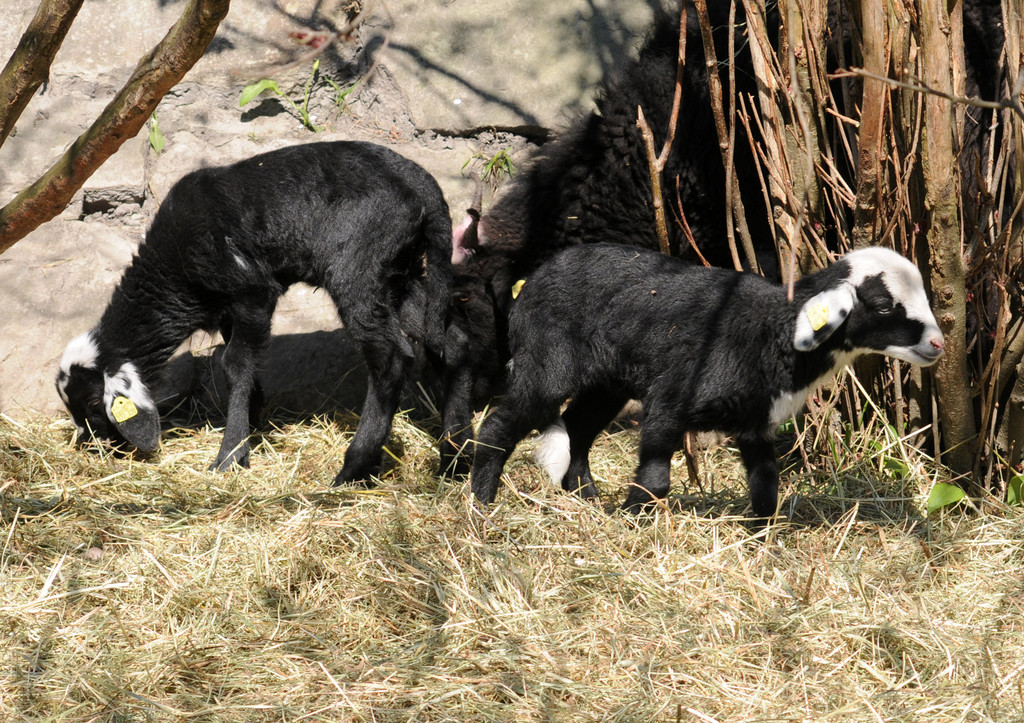 Naturpark H__chst 02_03_2011 6_jpg-1301751589