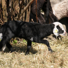 Naturpark H__chst 02_03_2011 7_jpg-1301751603