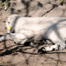 Naturpark H__chst 02_03_2011 9_jpg-1301751615