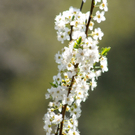Naturpark H__chst 02_03_2011 40_jpg-1301751715