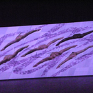 109_8556_JPG-1301823027