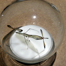 109_7027_JPG-1301843494