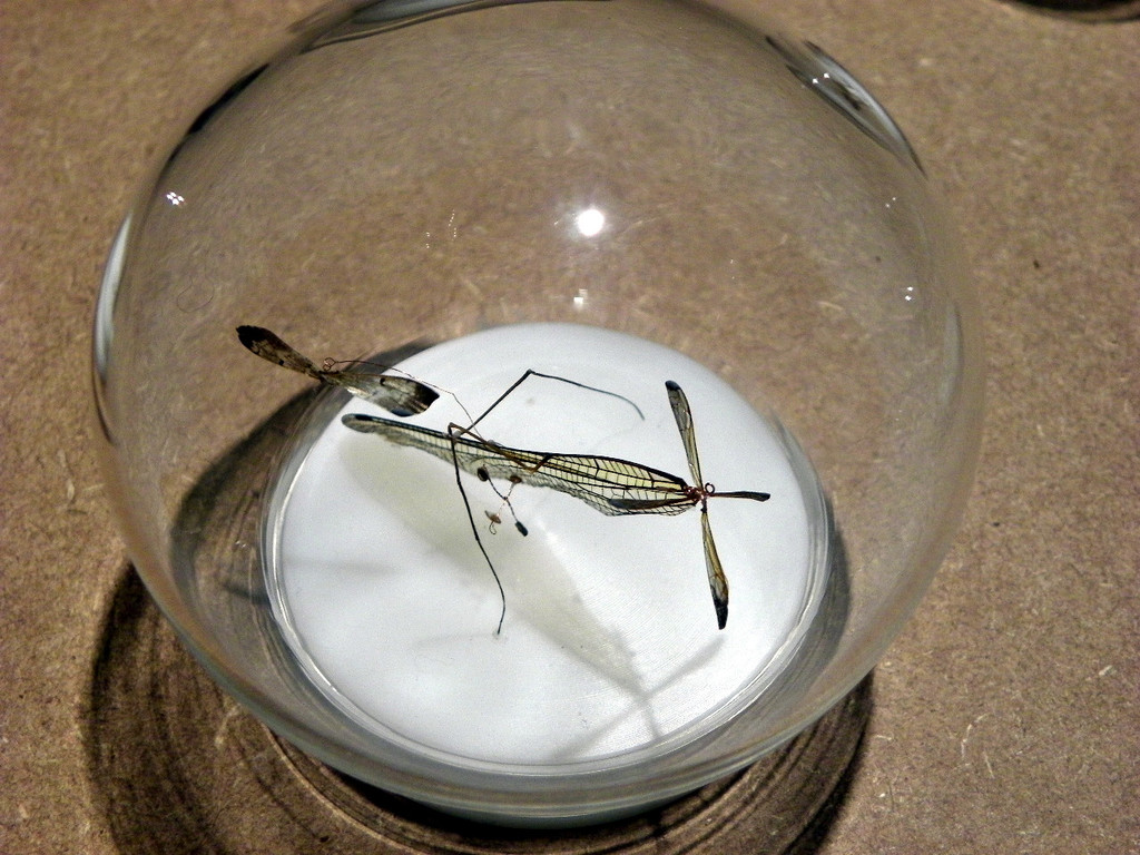 109_7027_JPG-1301843494