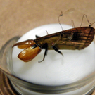 109_7033_JPG-1301843501