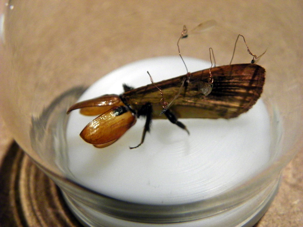 109_7033_JPG-1301843501