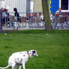 Kopie von 101_5924_jpg-1301855411