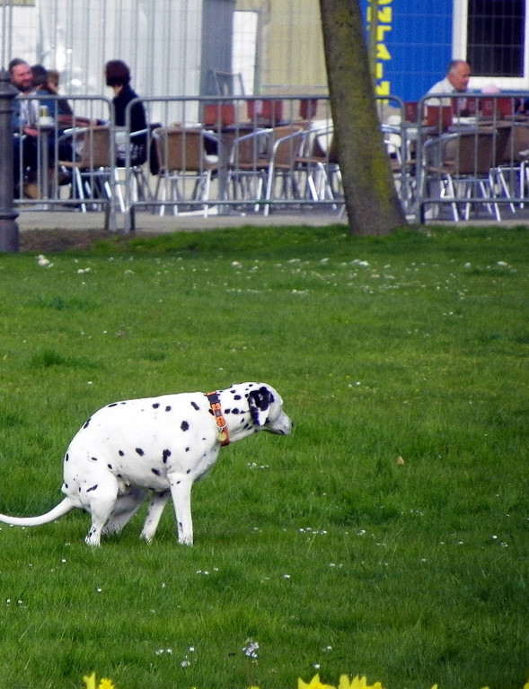 Kopie von 101_5924_jpg-1301855411