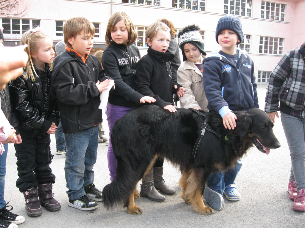 Hunde1_JPG-1301859555