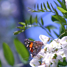 Schmetterling.jpg
