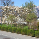 SH107156_JPG-1301895443