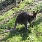 Baby-Känguru versteckt sich