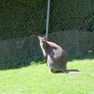 IMG_0535.jpg
