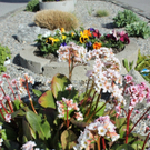 Fruehling Blumen April 2011 _1__jpg-1302105463