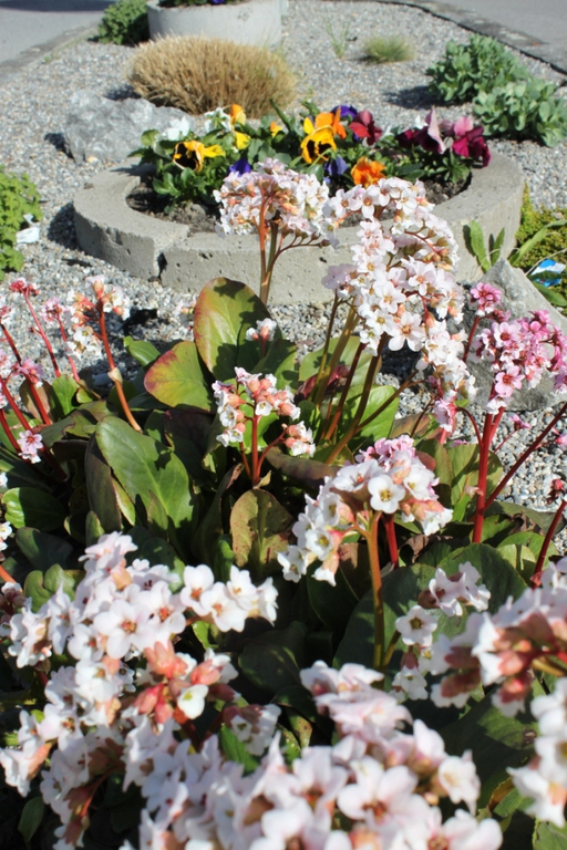 Fruehling Blumen April 2011 _1__jpg-1302105463