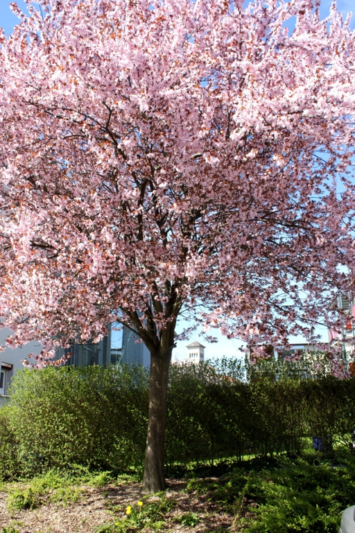 Fruehling Blumen April 2011 _2__jpg-1302105482