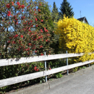 Fruehling Blumen April 2011 _4__jpg-1302105514