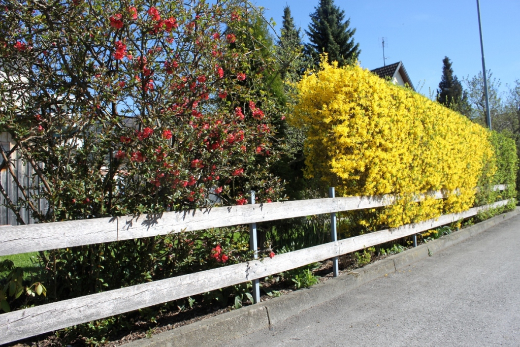 Fruehling Blumen April 2011 _4__jpg-1302105514