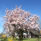 Fruehling Blumen April 2011 _3__jpg-1302105498