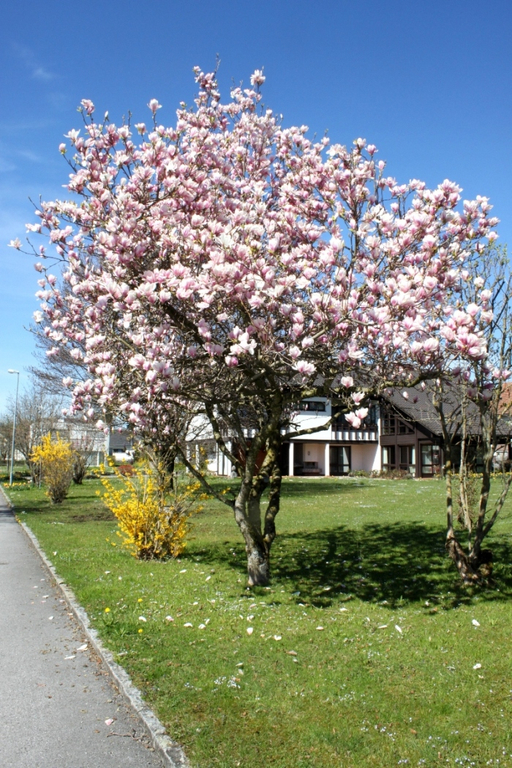 Fruehling Blumen April 2011 _3__jpg-1302105498
