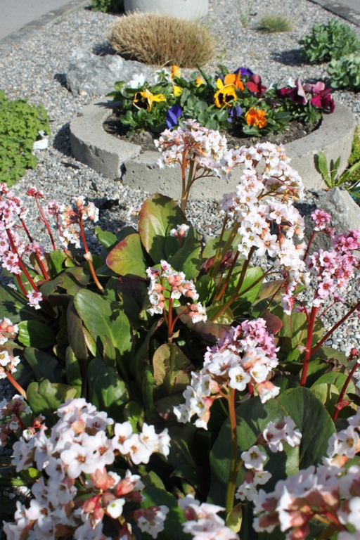 Fruehling Blumen April 2011 _8__jpg-1302105566
